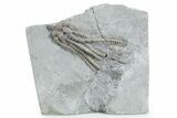 Fossil Crinoid (Decadocrinus) - Crawfordsville, Indiana #358057-1